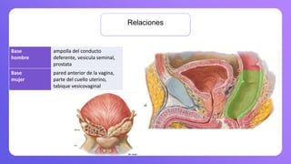 Relaciones
Base
hombre
ampolla del conducto
deferente, vesicula seminal,
prostata
Base
mujer
pared anterior de la vagina,
parte del cuello uterino,
tabique vesicovaginal
 