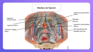 Medios de fijacion
Elevador
del ano
Arco tendinoso del
elevador del ano
Ligamento puboprostatico
interno
Ligamento puboprostatico
externo
Ligamento vesical
lateral
Ligamento
umbilical medio
Ligamento interno
 