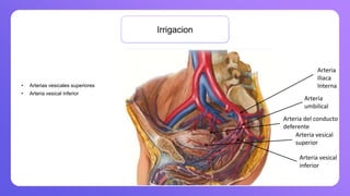 Irrigacion
• Arterias vesicales superiores
• Arteria vesical inferior
Arteria
Iliaca
Interna
Arteria
umbilical
Arteria vesical
superior
Arteria del conducto
deferente
Arteria vesical
inferior
 