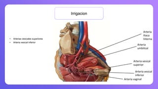 Irrigacion
• Arterias vesicales superiores
• Arteria vesical inferior
Arteria
Iliaca
Interna
Arteria
umbilical
Arteria vesical
superior
Arteria vaginal
Arteria vesical
inferior
 