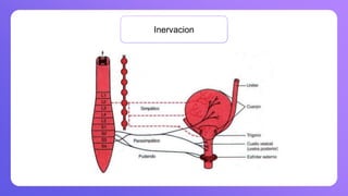 Inervacion
 