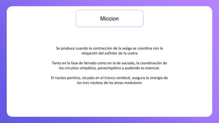e produce cuando la contracción de la vejiga se coordina con la relajación del esfínter de la uretra
Miccion
Se produce cuando la contracción de la vejiga se coordina con la
relajación del esfínter de la uretra
Tanto en la fase de llenado como en la de vaciado, la coordinación de
los circuitos simpático, parasimpático y pudendo es esencial.
El núcleo pontino, situado en el tronco cerebral, asegura la sinergia de
los tres núcleos de las áreas medulares
 