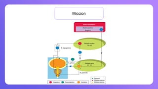 e produce cuando la contracción de la vejiga se coordina con la relajación del esfínter de la uretra
Miccion
 