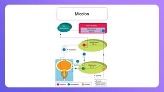 e produce cuando la contracción de la vejiga se coordina con la relajación del esfínter de la uretra
Miccion
 