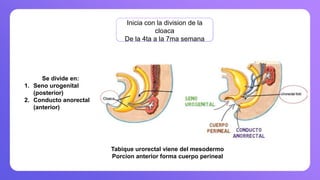 Inicia con la division de la
cloaca
De la 4ta a la 7ma semana
Se divide en:
1. Seno urogenital
(posterior)
2. Conducto anorectal
(anterior)
Tabique urorectal viene del mesodermo
Porcion anterior forma cuerpo perineal
 