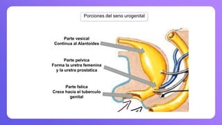 Porciones del seno urogenital
Parte vesical
Continua al Alantoides
Parte pelvica
Forma la uretra femenina
y la uretra prostatica
Parte falica
Crece hacia el tuberculo
genital
 