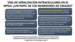 VÍAS DE SEÑALIZACIÓN INTRACELULARES EN EL
NPSLE: ¿UN PAPEL DE LOS INHIBIDORES DE CINASAS?
El inductor débil de apoptosis similar al factor de
necrosis tumoral (TWEAK), un miembro de la
superfamilia de FNT, promueve la activación de NF-
kB y proteína quinasa activada por mitógenos a
través de su receptor, factor de crecimiento de
fibroblastos inducible 14 (Fn14)
La evidencia de la participación de la vía TWEAK /
Fn14 en NPSLE está creciendo.
TWEAK muestra un papel dual tanto en la
neuroinflamación como en la isquemia cerebral
La tirosina quinasa de Bruton (BTK) es esencial
para la función de las células B y los macrófagos.
La inhibición de esta vía mediante el uso de un
inhibidor específico (BIBTK-1) en ratones MRL / lpr,
resultó en una disminución de la acumulación de
macrófagos, células T y células B en el plexo
coroideo y una mejor función cognitiva
El inhibidor A del crecimiento de neuritas (Nogo-a)
con su receptor respectivo, NgR1, forman una vía
de señalización que media la inhibición de la
generación de neuronas
Es importante destacar que este hallazgo se acompañó de una reducción de los
infiltrados inmunitarios, la fibronectina, el depósito de IgG y la activación del
complemento en la histología cerebral
 