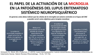 EL PAPEL DE LA ACTIVACIÓN DE LA MICROGLIA
EN LA PATOGÉNESIS DEL LUPUS ERITEMATOSO
SISTÉMICO NEUROPSIQUIÁTRICO
La evidencia
acumulada respalda un
papel activo de las
células microgliales en
la patogénesis de
NPSLE
Bailas.et al.
Documentó una vía de
pérdida de sinapsis
dependiente de
microglia impulsada
por IFN, en murinos: el
IFN periférico de tipo I
ingresa al cerebro y
activa el IFNaR y
microglia
El análisis de
secuenciación de ARN
de microglia tratada
con fingolimod reveló
una regulación a la
baja de múltiples vías
inmunomediadas,
incluida la NF-
kSeñalización B y
respuesta de IFN con
regulación negativa de
la señalización
mediada por IFN de
tipo I
Lipocalina-2 (LCN2),
una proteína que
promueve la
polarización de la
microglía M1, se
detectó en niveles
elevados en el suero de
pacientes con NPSLE
En general, estos datos indican que las células de la microglía son actores centrales en el lupus del SNC
y pueden servir como objetivos para terapias novedosa
Schwartz, N., Stock, AD y Putterman, C. (2019). Lupus neuropsiquiátrico: nuevos conocimientos mecanicistas y direcciones de
tratamiento futuras. Nature Reviews Rheumatology , 15 (3), 137-152.
 
