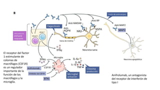 El receptor del factor
1 estimulante de
colonias de
macrófagos (CSF1R)
es un regulador
importante de la
función de los
macrófagos y la
microglía.
Anifrolumab, un antagonista
del receptor de interferón de
tipo I
 