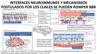 INTERFACES NEUROINMUNES Y MECANISMOS
POSTULADOS POR LOS CUALES SE PUEDEN ROMPER BBB
Schwartz, N., Stock, AD y Putterman, C. (2019). Lupus neuropsiquiátrico: nuevos conocimientos mecanicistas y direcciones de
tratamiento futuras. Nature Reviews Rheumatology , 15 (3), 137-152.
El epitelio
aracnoideo actúa
como barrera
meníngea ÷ el LCR
en el espacio
subaracnoideo y la
sangre en las
venas cerebrales
La vía glifática es un sistema pseudolinfático
perivascular que proporciona un conducto para
el líquido intersticial en el parénquima cerebral.
El plexo capilar fenestrado
dentro del plexo coroideo
permite el fácil acceso de
anticuerpos y leucocitos al
estroma del plexo coroideo
 