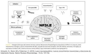 Schwartz, N., Stock, AD y Putterman, C. (2019). Lupus neuropsiquiátrico: nuevos conocimientos mecanicistas y direcciones de
tratamiento futuras. Nature Reviews Rheumatology , 15 (3), 137-152.
 
