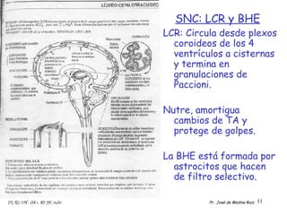 SNC: LCR y BHE <ul><li>LCR: Circula desde plexos coroideos de los 4 ventrículos a cisternas y termina en granulaciones de ...