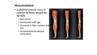 Musculoskeletal
• ↓skeletal muscle mass in
relation to body weight by
30-40%
• Non-linear
• Accelerates with age
• Decrease in fiber number and
size
• Accompanied by altered
innervation
 