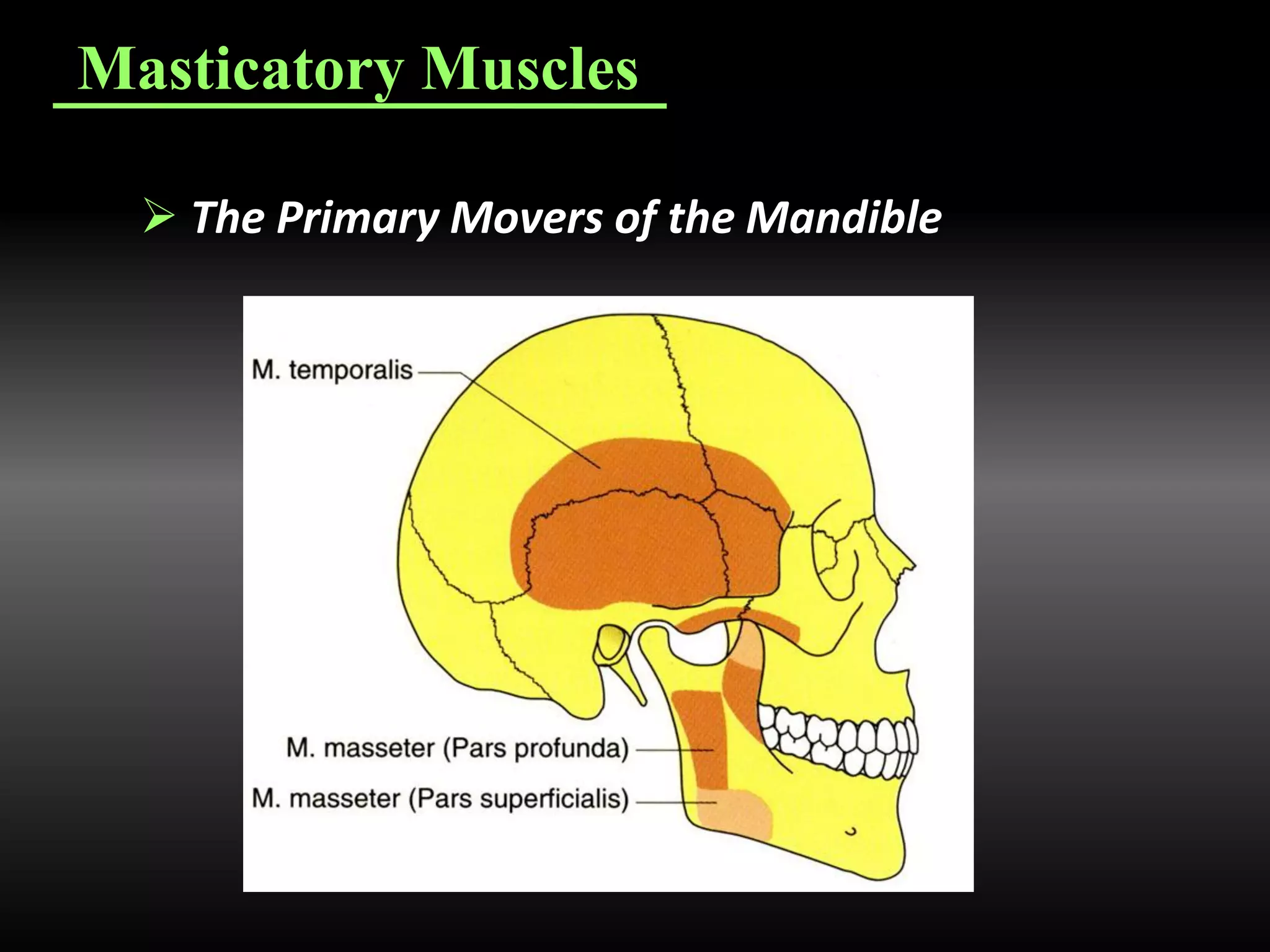 TMD's and occlusal splint therapy | PDF