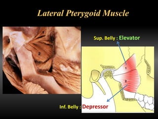 Lateral Pterygoid Muscle
Inf. Belly : Depressor
Sup. Belly : Elevator
 