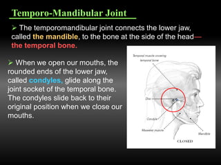 Temporo-Mandibular Joint
 The temporomandibular joint connects the lower jaw,
called the mandible, to the bone at the side of the head—
the temporal bone.
 When we open our mouths, the
rounded ends of the lower jaw,
called condyles, glide along the
joint socket of the temporal bone.
The condyles slide back to their
original position when we close our
mouths.
 