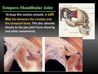 To keep this motion smooth, a soft
disc lies between the condyle and
the temporal bone. This disc absorbs
shocks to the jaw joint from chewing
and other movements.
Temporo-Mandibular Joint
 