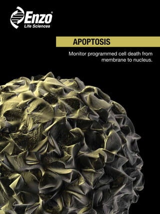 APOPTOSIS
Monitor programmed cell death from
membrane to nucleus.
 
