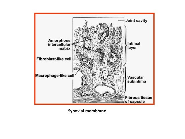 functions of synovial fluid functions of synovial fluid
