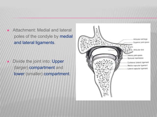  Attachment: Medial and lateral
poles of the condyle by medial
and lateral ligaments.
 Divide the joint into: Upper
(larger) compartment and
lower (smaller) compartment.
 