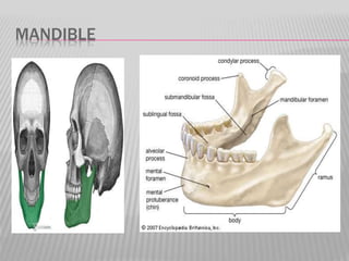 MANDIBLE
 