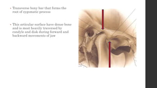 • Transverse bony bar that forms the
root of zygomatic process
• This articular surface have dense bone
and is most heavily traversed by
condyle and disk during forward and
backward movements of jaw
 