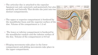 • The articular disc is attached to the capsular
ligament not only anteriorly and posteriorly but also
medially and laterally This divides the joint into two
distinct compartments.
• The upper or superior compartment is bordered by
the mandibular fossa and the superior surface of the
disc. Volume of the compartment is 1.2 ml
• The lower or inferior compartment is bordered by
the mandibular condyle and the inferior surface of
the disc. Volume of the compartment is 0.9 ml
• Hinging movements take place in the lower
compartment and gliding movements take place in
the upper compartment.
 