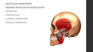 • MUSCULAR COMPONENT-
• PRIMARY MUSCLES OF MASTICATION :
• MASSETER
• TEMPORALIS
• LATERAL PTERYGOID
• MEDIAL PTERYGOID
 