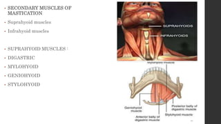 • SECONDARY MUSCLES OF
MASTICATION
• Suprahyoid muscles
• Infrahyoid muscles
• SUPRAHYOID MUSCLES :
• DIGASTRIC
• MYLOHYOID
• GENIOHYOID
• STYLOHYOID
 