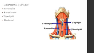 • INFRAHYOID MUSCLES :
• Sternohyoid
• Sternothyroid
• Thyrohyoid
• Omohyoid
 