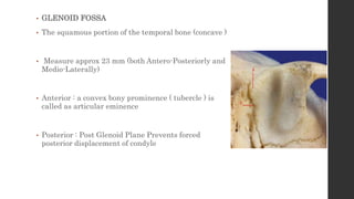 • GLENOID FOSSA
• The squamous portion of the temporal bone (concave )
• Measure approx 23 mm (both Antero-Posteriorly and
Medio-Laterally)
• Anterior : a convex bony prominence ( tubercle ) is
called as articular eminence
• Posterior : Post Glenoid Plane Prevents forced
posterior displacement of condyle
 