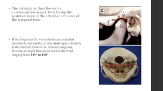• The articular surface lies on its
anterosuperior aspect, thus facing the
posterior slope of the articular eminence of
the temporal bone.
• If the long axes of two condyles are extended
posteriorly and medially, they meet approximately
at the anterior limit of the foramen magnum,
forming an angle that opens toward the front
ranging from 145° to 160°
 