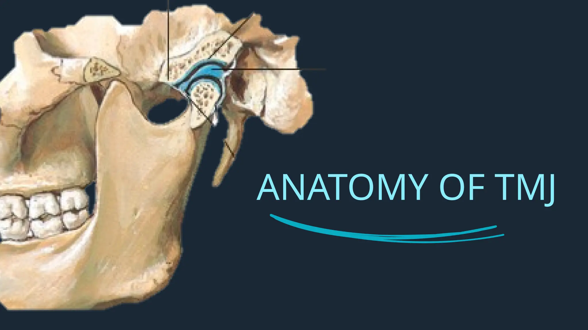 Tm Ray temporomandibular joint anatomy and physiology | PPTX