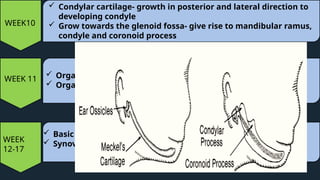 temporomandibular joint anatomy and physiology | PPTX