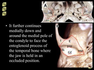 • It further continues
medially down and
around the medial pole of
the condyle to face the
entoglenoid process of
the temporal bone where
the jaw is held in an
occluded position.
 