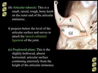 (b) Articular tubercle: This is a
small, raised, rough, bony knob
on the outer end of the articular
eminence.
It projects below the level of the
articular surface and serves to
attach the lateral collateral
ligament of the joint.
(c) Preglenoid plane: This is the
slightly hollowed, almost
horizontal, articular surface
continuing anteriorly from the
height of the articular eminence.
 