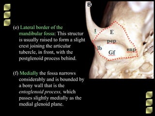 (e) Lateral border of the
mandibular fossa: This structur
is usually raised to form a slight
crest joining the articular
tubercle, in front, with the
postglenoid process behind.
(f) Medially the fossa narrows
considerably and is bounded by
a bony wall that is the
entoglenoid process, which
passes slightly medially as the
medial glenoid plane.
 