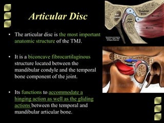 Articular Disc
• The articular disc is the most important
anatomic structure of the TMJ.
• It is a biconcave fibrocartilaginous
structure located between the
mandibular condyle and the temporal
bone component of the joint.
• Its functions to accommodate a
hinging action as well as the gliding
actions between the temporal and
mandibular articular bone.
 