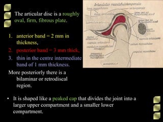 • The articular disc is a roughly
oval, firm, fibrous plate.
1. anterior band = 2 mm in
thickness,
2. posterior band = 3 mm thick,
3. thin in the centre intermediate
band of 1 mm thickness.
More posteriorly there is a
bilaminar or retrodiscal
region.
• It is shaped like a peaked cap that divides the joint into a
larger upper compartment and a smaller lower
compartment.
 