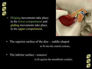 • Hinging movements take place
in the lower compartment and
gliding movements take place
in the upper compartment.
• The superior surface of the disc - saddle-shaped
to fit into the cranial contour,
• The inferior surface - concave
to fit against the mandibular condyle.
 