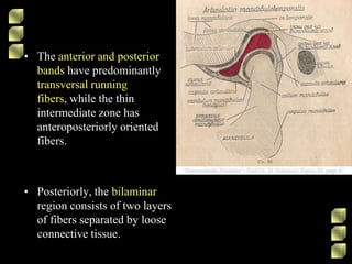 • The anterior and posterior
bands have predominantly
transversal running
fibers, while the thin
intermediate zone has
anteroposteriorly oriented
fibers.
• Posteriorly, the bilaminar
region consists of two layers
of fibers separated by loose
connective tissue.
 