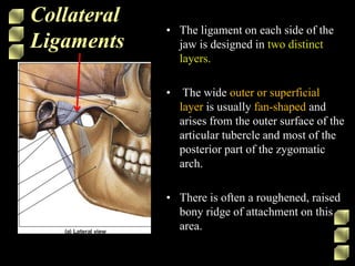 Collateral
Ligaments
• The ligament on each side of the
jaw is designed in two distinct
layers.
• The wide outer or superficial
layer is usually fan-shaped and
arises from the outer surface of the
articular tubercle and most of the
posterior part of the zygomatic
arch.
• There is often a roughened, raised
bony ridge of attachment on this
area.
 