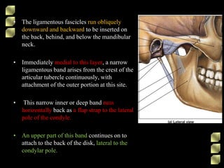 • The ligamentous fascicles run obliquely
downward and backward to be inserted on
the back, behind, and below the mandibular
neck.
• Immediately medial to this layer, a narrow
ligamentous band arises from the crest of the
articular tubercle continuously, with
attachment of the outer portion at this site.
• This narrow inner or deep band runs
horizontally back as a flap strap to the lateral
pole of the condyle.
• An upper part of this band continues on to
attach to the back of the disk, lateral to the
condylar pole.
 