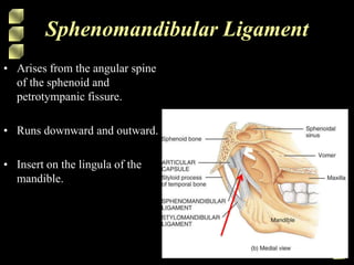 Sphenomandibular Ligament
• Arises from the angular spine
of the sphenoid and
petrotympanic fissure.
• Runs downward and outward.
• Insert on the lingula of the
mandible.
 