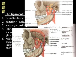 • The ligament is related –
1. Laterally - lateral pterygoidmuscle.
2. posteriorly - auriculotemporal nerve.
3. anteriorly - maxillary artery.
4. Inferiorly - the inferior alveolar nerve
and vessels a lobule of the parotid
gland.
5. Medially - medial pterygoid with the
chorda tympani nerve and the wall of
the pharynx with fat and the
pharyngeal veins intervening.
 