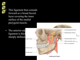 • This ligament then extends
forward as a broad fascial
layer covering the inner
surface of the medial
pterygoid muscle.
• The anterior edge of the
ligament is thickened and
sharply defined.
 