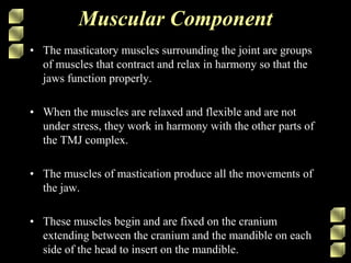 Muscular Component
• The masticatory muscles surrounding the joint are groups
of muscles that contract and relax in harmony so that the
jaws function properly.
• When the muscles are relaxed and flexible and are not
under stress, they work in harmony with the other parts of
the TMJ complex.
• The muscles of mastication produce all the movements of
the jaw.
• These muscles begin and are fixed on the cranium
extending between the cranium and the mandible on each
side of the head to insert on the mandible.
 