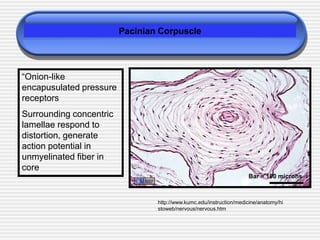 Pacinian Corpuscle
http://www.kumc.edu/instruction/medicine/anatomy/hi
stoweb/nervous/nervous.htm
“Onion-like
encapusulated pressure
receptors
Surrounding concentric
lamellae respond to
distortion, generate
action potential in
unmyelinated fiber in
core
Bar = 100 microns
 