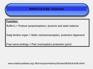 Ruffini’s & Golgi Corpuscle
Function:
Ruffini’s = Posture (proprioception), dynamic and static balance
Golgi tendon organ = Static mechanoreception, protection (ligament)
Free nerve endings = Pain (nociception) protection (joint)
www.anatomyatlases.org/ MicroscopicAnatomy/Section06/Section06.shtml
 