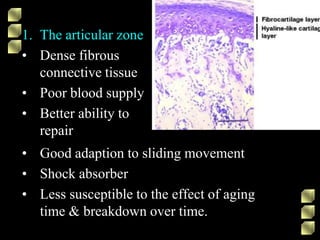 1. The articular zone
• Dense fibrous
connective tissue
• Poor blood supply
• Better ability to
repair
• Good adaption to sliding movement
• Shock absorber
• Less susceptible to the effect of aging
time & breakdown over time.
 